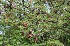 Acacia horrida